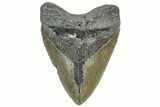 Bargain, Fossil Megalodon Tooth - Serrated Blade #309464-1